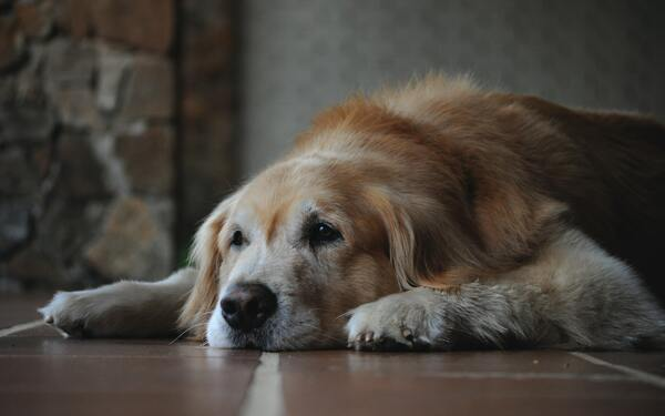 Older Golden Retriever resting comfortably