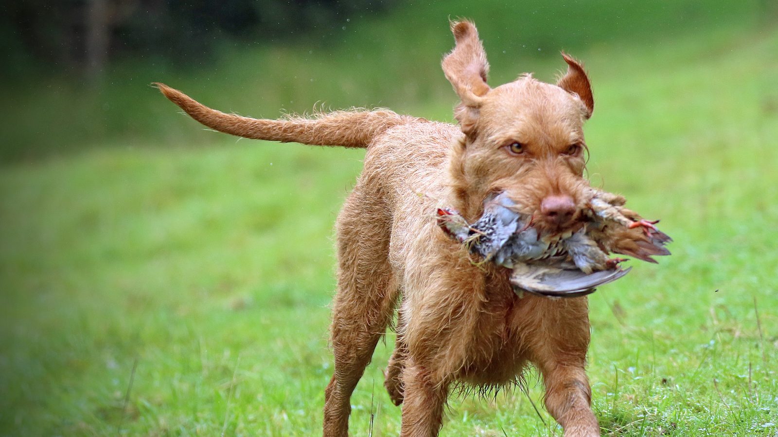 Wire-haired working dog retrieving game in wet grass