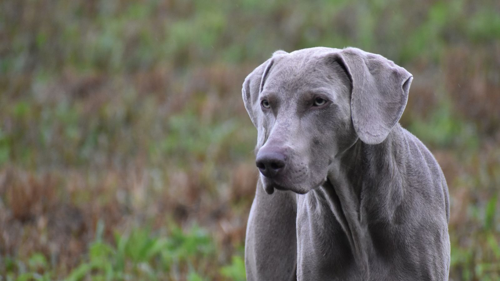 Working dog standing outdoors